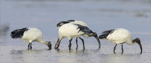 African sacred ibis (Threskiornis aethiopicus), family of ibises and spoonbills, three animals,