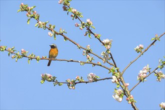 Redstart, (Phoenicurus phoenicurus), Hamm am Rhein, Worms district, Rhineland-Palatinate, Germany,