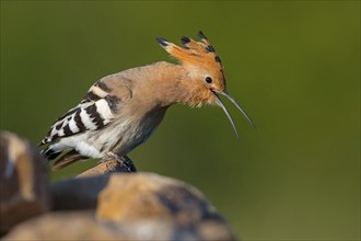 Hoopoe, (Upupa epops), on a perch, family Hoopoes, early raptors, Hides de El Taray / Lesser