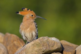 Hoopoe, (Upupa epops), on a perch, family Hoopoes, early raptors, Hides de El Taray / Lesser