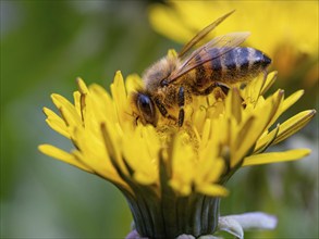 European hornet (Vespa crabro), insect, insects, macro, plant, garden, Neuhofen,