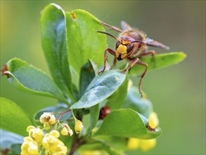 European hornet (Vespa crabro), insect, insects, macro, plant, garden, Neuhofen,