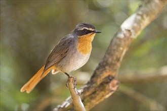 Cossypha caffra, family of flycatchers, Underberg surroundings, Underberg, KwaZulu-Natal, South