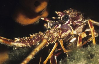 Close-up of head of juvenile European spiny crayfish (Palinurus elephas), Mediterranean Sea