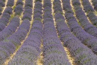 Flowering lavender field (Lavandula angustifolia), Plateau de Valensole, Département