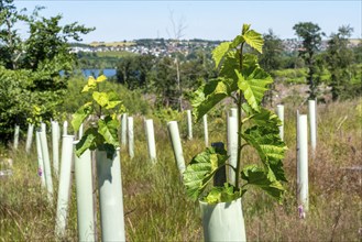 Reforestation in the Arnsberg forest above the Möhnesee, Soest district, tubes as browsing