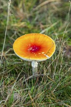 Fly agaric, Diersfordter Wald, in the Hohe Mark Westmünsterland nature park Park, forest, near