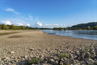 The Rhine at extremely low water, near Bad Honnef Rhöndorf, below the Drachenfels, Nonnenwerth