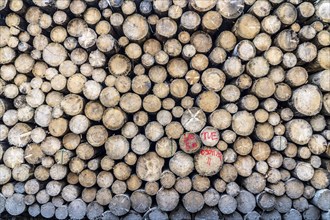 Felled, stacked spruce trunks, forest dieback in the Arnsberg Forest nature park Park, over 70 per