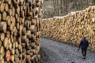 Felled, stacked spruce trunks, forest dieback in the Arnsberg Forest nature park Park, over 70 per