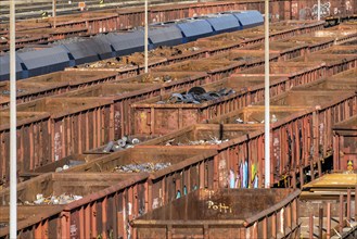 Metal scrap delivery, by rail, to HKM, Hüttenwerke Krupp-Mannesmann in Duisburg-Hüttenheim, they