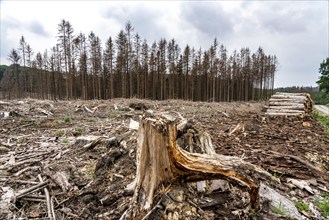 Forest dieback in the Arnsberg Forest nature park Park, over 70 per cent of the spruce trees are