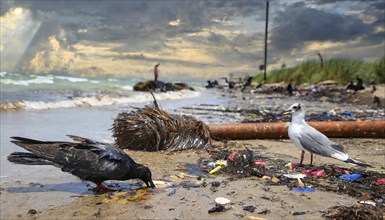 Symbolism, waste problem, environmental pollution, birds with oil-stained feathers, AI-generated,