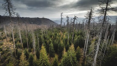 Forest, forest dieback, dead spruce trees due to drought and bark beetle, aerial photograph, AI