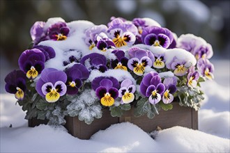 Pansies flowers in flower box covered in snow in spring. KI generiert, generiert AI generated