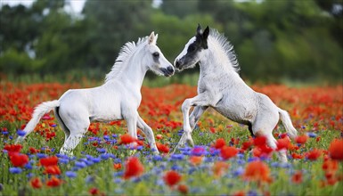 AI generated, Two young foals playing in a flower meadow, Studio, AI generated