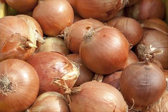 Onions (Allium cepa) at a weekly market market, Majorca, Balearic Islands, Spain, Europe