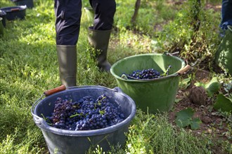 Grape grape harvest: Hand-picking Pinot Noir grapes in the Palatinate