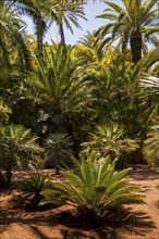 Palm trees in the Majorelle Garden, botany, palm, flora, plant, botany, forest, tropical, climate,