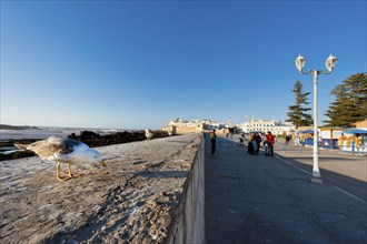 Fortress wall in the port city, city, tourism, travel, holiday, city trip, city trip, Essaouira,