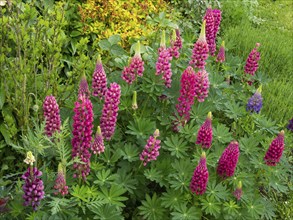 Garden Lupins (Lupinus Polyphyllus), pink and purple lupine flowers, covered in raindrops, in a