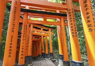 Torii path, Fushimi Inari-Taisha shrine, Kyoto, Japan, Asia