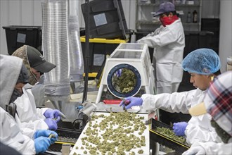 Paw Paw, Michigan, Migrant farmworkers at Grasshopper Farms trim the buds of the newly-harvested