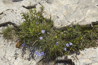 Flowering lily pink (Aphyllanthes monspeliensis) on the limestone cliffs of the Sautadet cascades