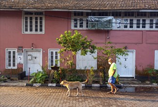 Man walks a dog in front of colourful house, Fort Kochi, Cochin, Kerala, India, Asia