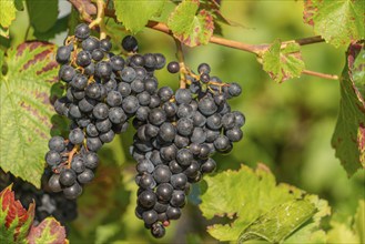 Ripe Pinot Noir grapes, Lake Constance wine-growing region, Birnau, Uhldingen-Mühlhofen, autumn,