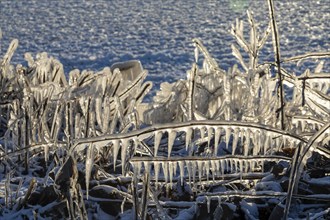 Harrison Twp, Michigan, Ice coated vegetation on the shore of Lake St Clair after a heavy rainstorm