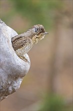 Eurasian wryneck (Jynx torquilla) sitting in a tree hollow, mating, breeding den, spring, Middle