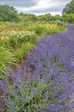 Catmint (Nepeta cataria) and daylilies (Hemerocallis), North Rhine-Westphalia, Germany, Europe