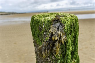 North Sea coast in Zeeland, called Zeeland Riviera, breakwater, made of wooden piles, near