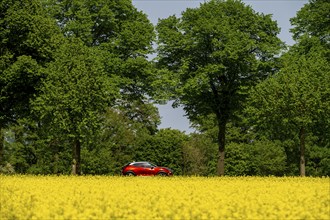 Landscape on the Lower Rhine, federal road B57, between Xanten and Kalkar, road traffic, North