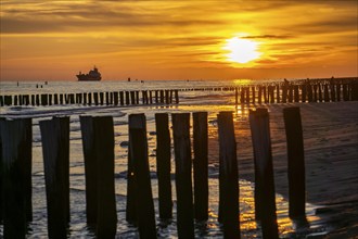 Sunset on the beach of Zoutelande, beach with wooden pile breakwaters, cargo ship sailing towards