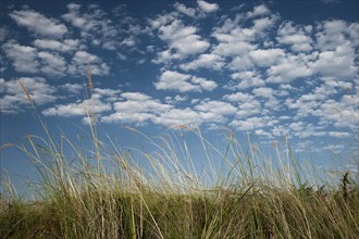 Riparian landscape, nature, natural landscape, river, riverbank, reeds, morning mood, blue sky,