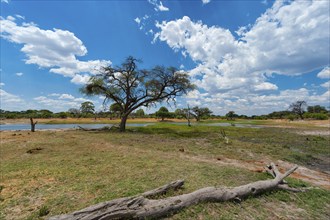 Bizarre landscape in the Khwai river area of the Moremi National Park in Botswana