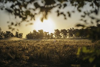 The sun rises over a rapeseed field near Born am Darß. Born, 01.08.2024