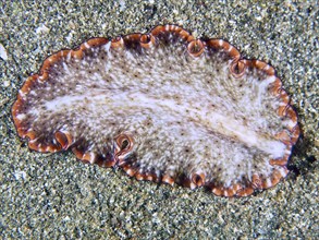 Flatworm with dotted skin and red edges, red-brown whirlpool worm (Pseudoceros) on sandy seabed,