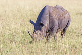 Black rhinoceros (Diceros bicornis) grazing on a savanna grassland in Africa, Maasai Mara National