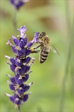 European honey bee (Apis mellifera), collecting nectar from a flower of lavender (Lavandula