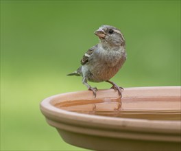 House sparrow (Passer domesticus) standing on a bird bath, Lower Saxony, Germany, Europe