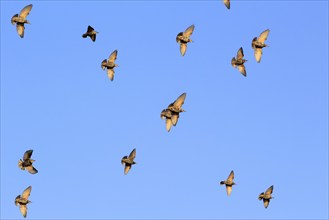 Starlings in the sky, September, Usedom, Mecklenburg-Western Pomerania, Germany, Europe