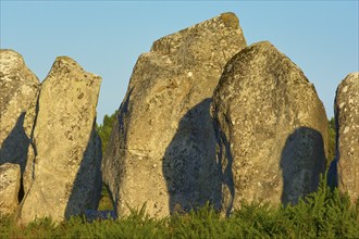 Neolithic menhirs, standing stones in Carnac with sunrise, Carnac, Quiberon, Morbihan, Brittany,