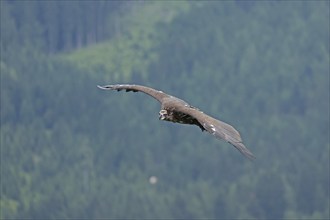 Bearded vulture (Gypaetus barbatus), flying, Hohenwerfen Castle, Salzburger Land, Austria, Europe