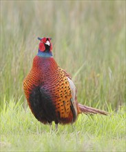 Pheasant, hunting pheasant (Phasianus colchicus), adult male bird in a meadow, wildlife, Lembruch,