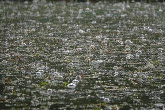 Rain falling on a pond, May, Germany, Europe