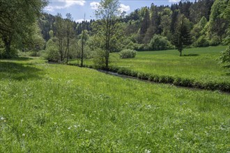 Spring meadow with river course in Auseßtal, Upper Franconia, Bavaria, Germany, Europe