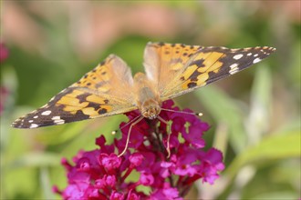 Painted lady (Vanessa cardui) sucking nectar on butterfly-bush (Buddleja davidii), butterfly bush,